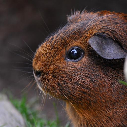 Hd-183973-ascw183973