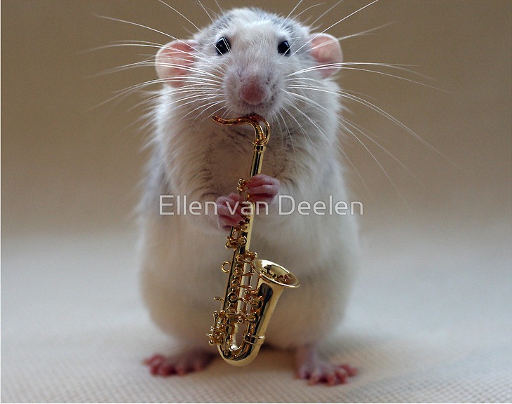 rat-musicians-002