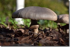Mushrooms growing in mulch