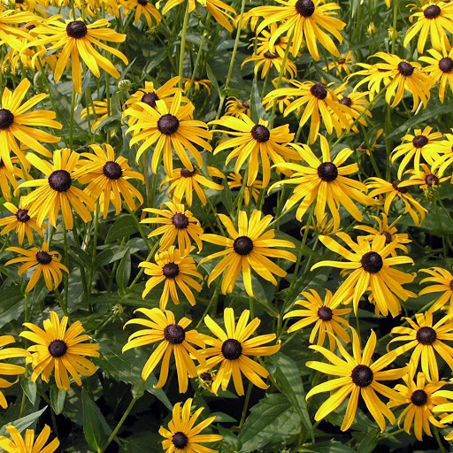 Hd-132081-ascw132081