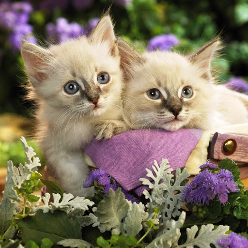 Hd-146111-ascw146111