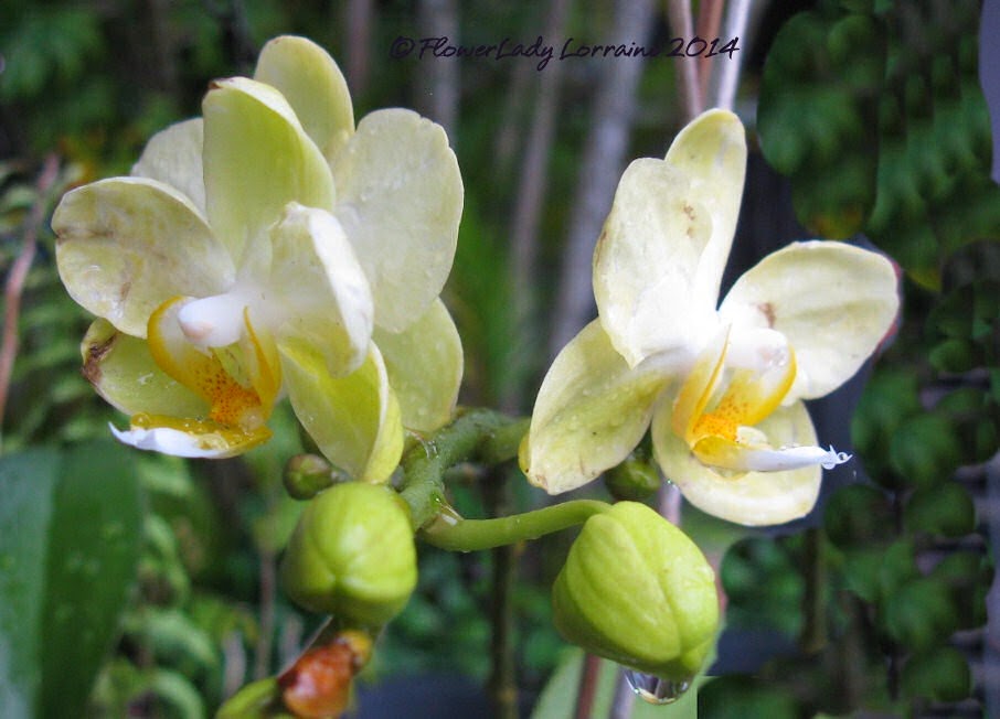 [03-18-unkn-orchid%255B4%255D.jpg]