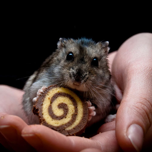 Hd-142900-ascw142900