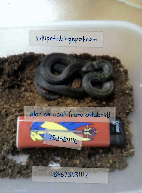 Ind0 Petshop Malang: Serasah snake