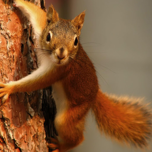 Hd-169520-ascw169520