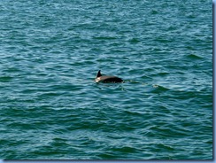 6912 Texas, South Padre Island - Osprey Cruises - Sea Life Safari  - Atlantic Bottlenose Dolphin