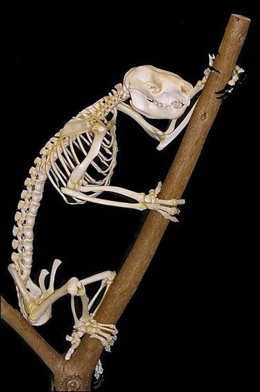 Koala_skeleton