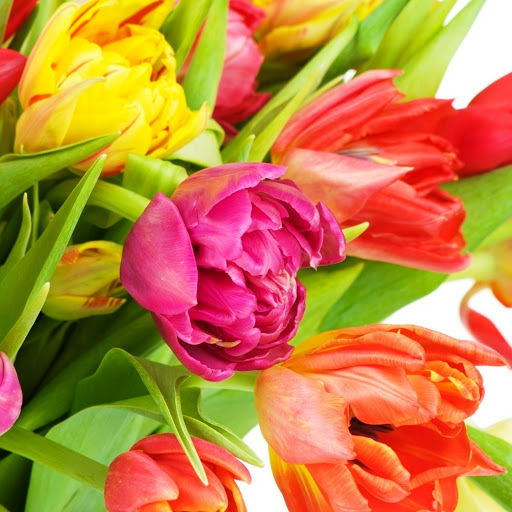 Hd-146323-ascw146323