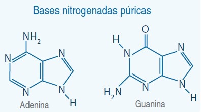 bases nitrogendas puricas