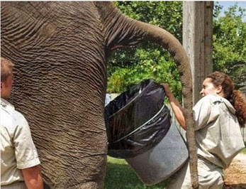 Coletora de cocô de elefante, todos os dias com um balde