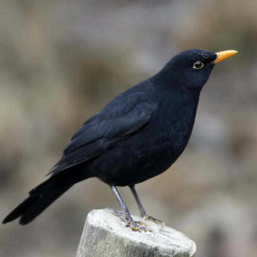 Hd-178317-ascw178317