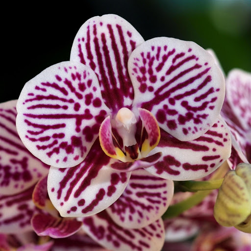 Hd-179616-ascw179616