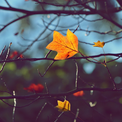 Hd-185404-ascw185404