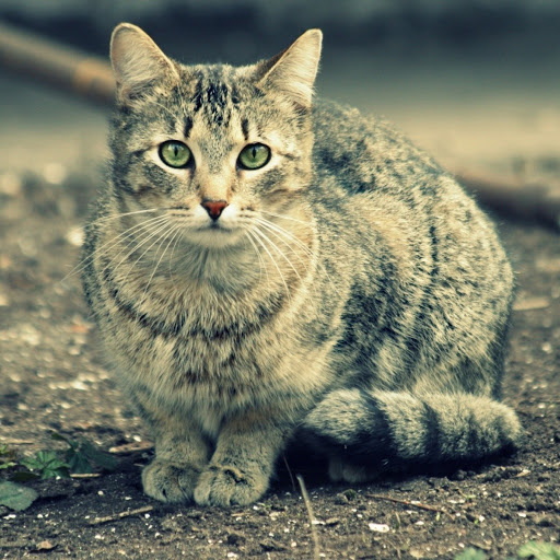 Hd-180061-ascw180061