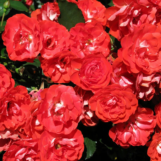 Hd-146564-ascw146564