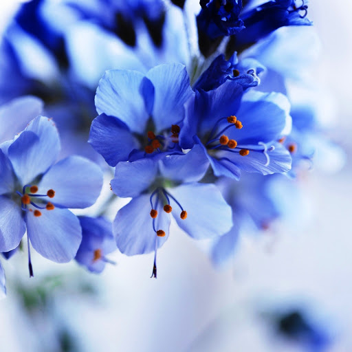 Hd-145915-ascw145915