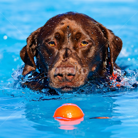 It's All About Focus by Howie George - Animals - Dogs Portraits