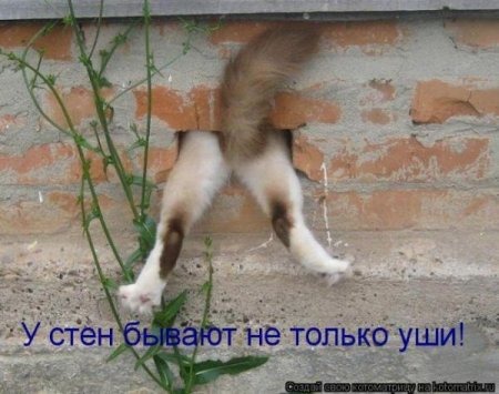 [1336767175_1336111033_kotomatricy_010%255B3%255D.jpg]