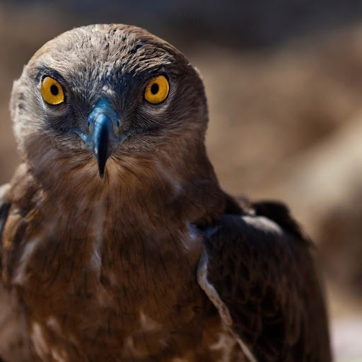 Hd-148149-ascw148149