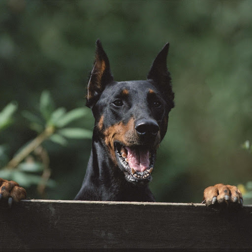 Hd-185746-ascw185746