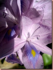 waterhyacinth