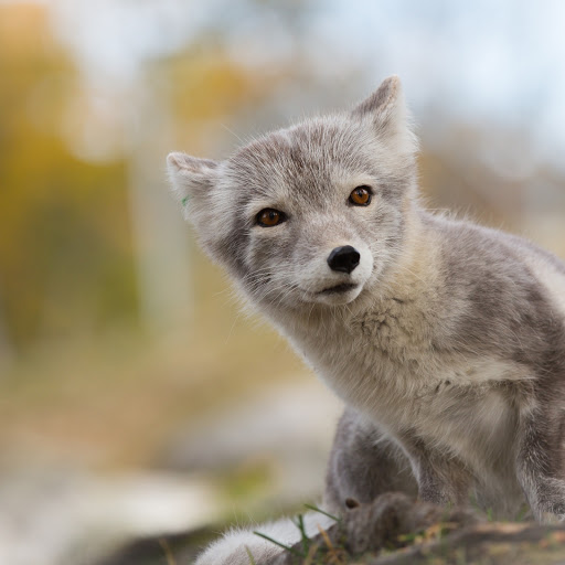 Hd-168353-ascw168353