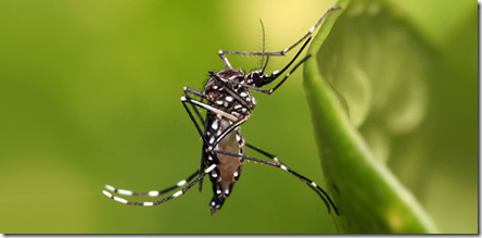 denguemusquito_2015