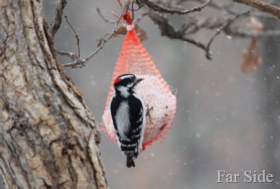 Downy Woodpecker on the suet in the snow April 5