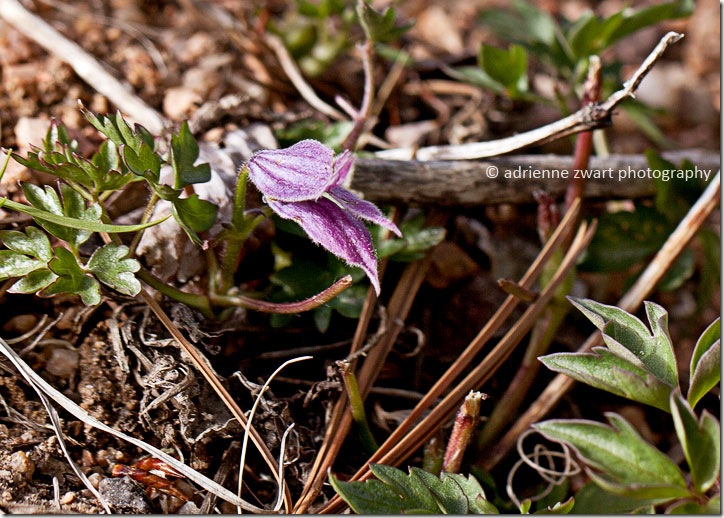 mystery purple wildflower