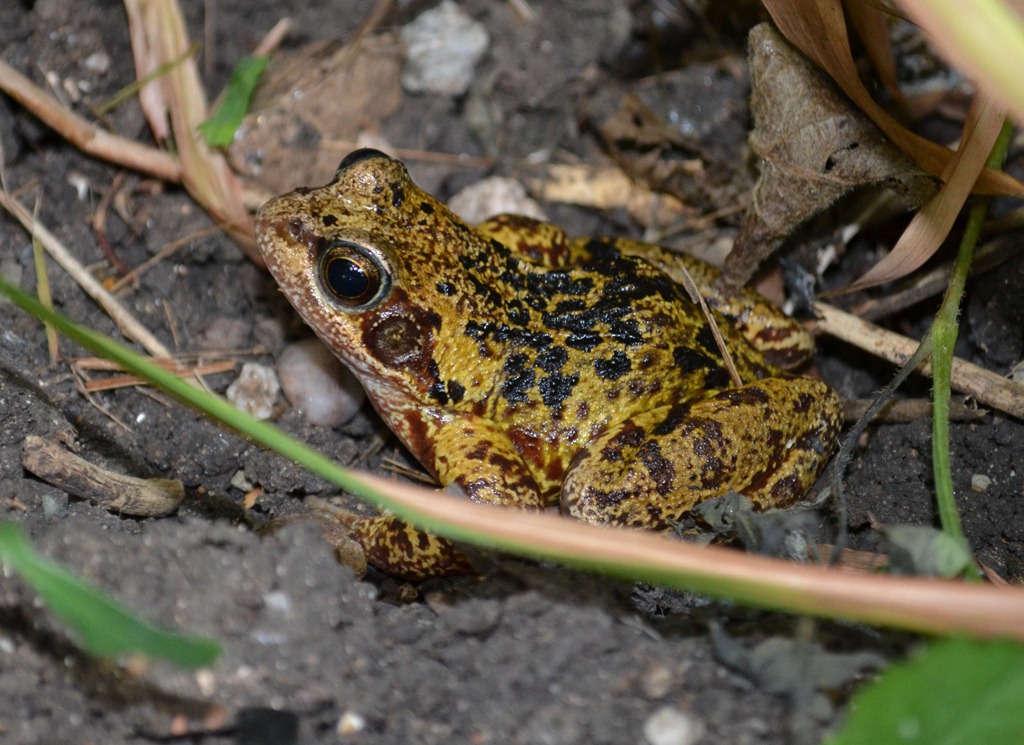 [Yellow%2520spotted%2520frog%255B3%255D.jpg]