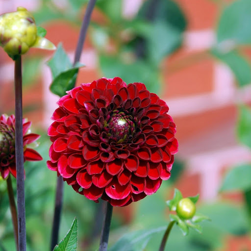 Hd-177106-ascw177106