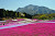 Moss Pink (Shibazakura) Blossoms at Hitsujiyama Park, Japan