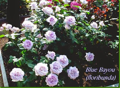 Rosa Blue Bayou