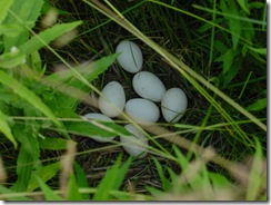 Real nest eggs  :P