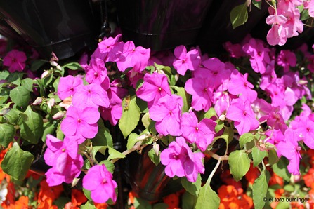 flowers of baguio 2
