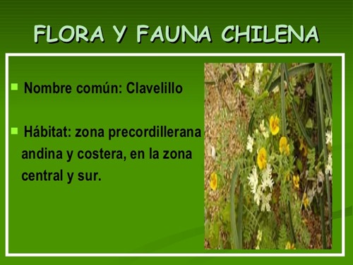 flora y fauna chilena (23)