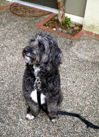 [Lucy%2520the%2520Labradoodle%255B2%255D.jpg]
