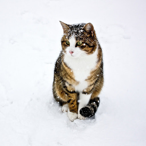 Hd-185288-ascw185288