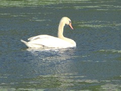 bog swan swimming in lily pads3