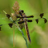 Twelve Spotted Skimmer