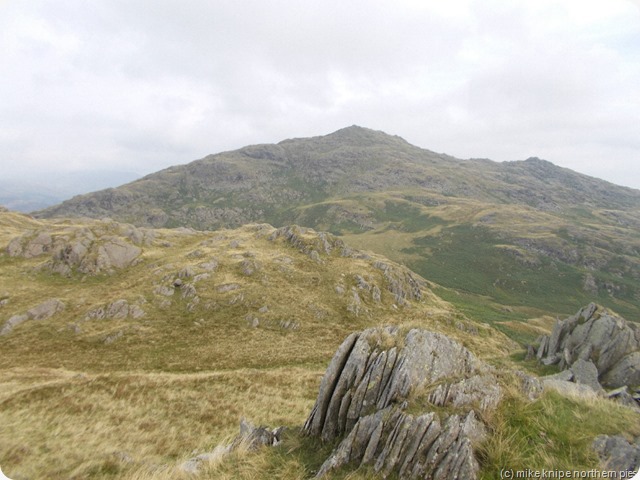 caw from fox haw