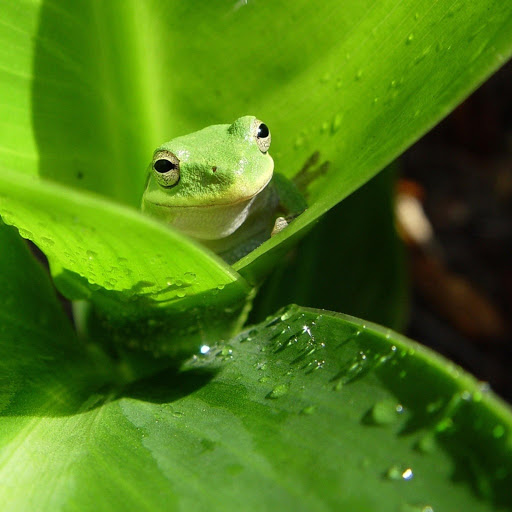 Hd-133041-ascw133041