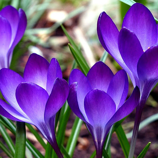 Hd-132506-ascw132506