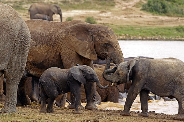 Elephants drink water at a dam inside the Addo Elephant National Park near Port Elizabeth, South Africa, December 2012. Demand from Asia for quality ivory of rain forest pachyderm has spiked in African rainforest zones. In Gabon, two-thirds of elephants, or 11,000 have been wiped out in one national park since 2004. Photo: Schalk van Zuydam / AP