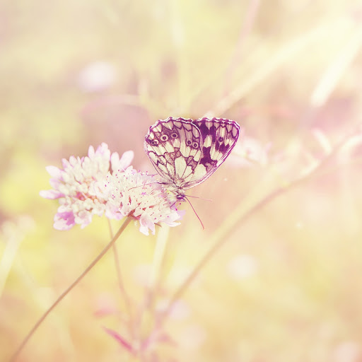 Hd-150645-ascw150645