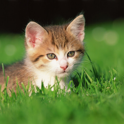 Hd-190495-ascw190495