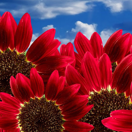 Hd-132432-ascw132432