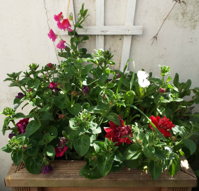 [planter-full-of-colour5.jpg]