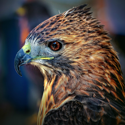 Hd-176745-ascw176745