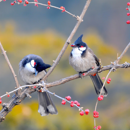 Hd-155004-ascw155004